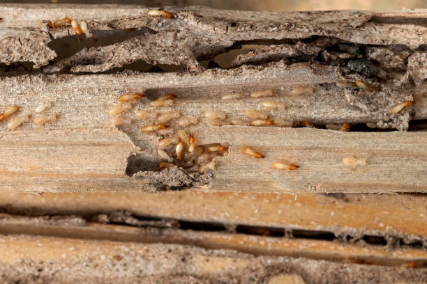 Best Affordable Pest Control Services  in Purdy, WA